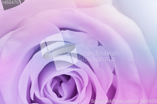 Image of multicolor rose