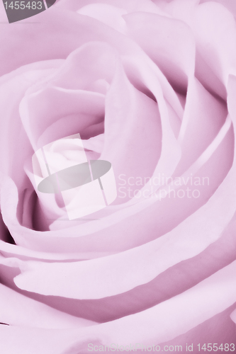 Image of violet rose close up