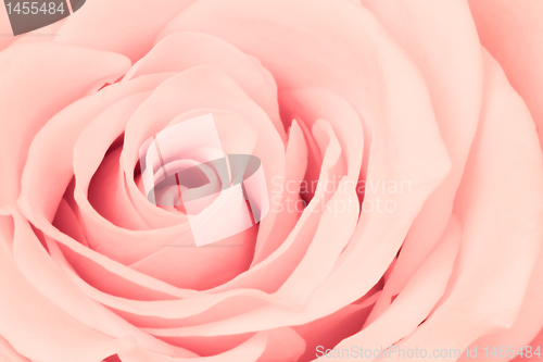 Image of pink rose close up