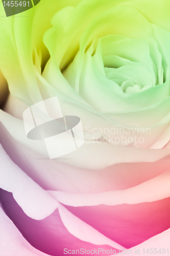 Image of multicolor rose