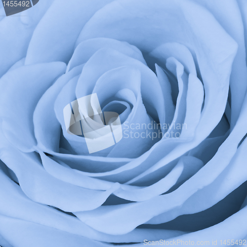 Image of blue rose close up