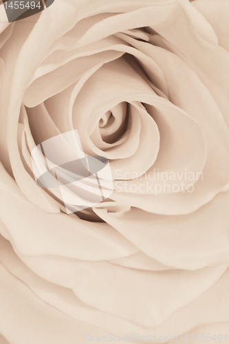 Image of white rose close up