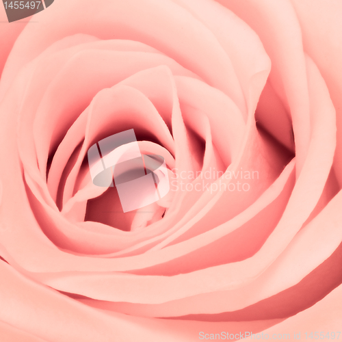Image of pink rose close up