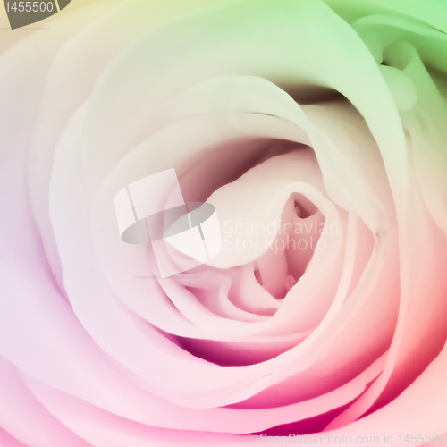 Image of multicolor rose