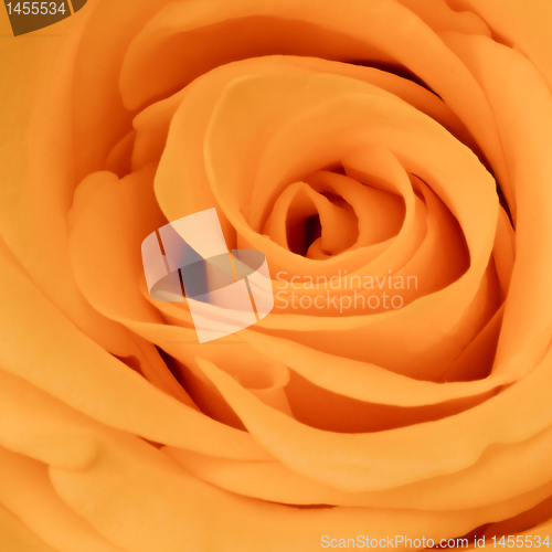 Image of orange rose close up