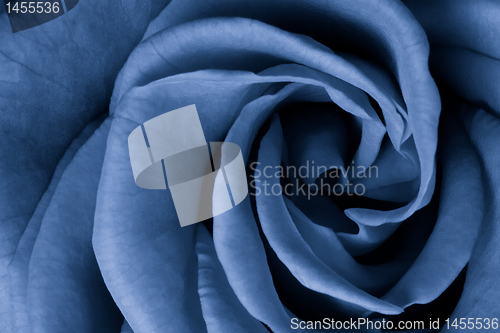 Image of blue rose