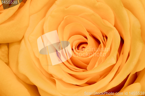 Image of orange rose close up