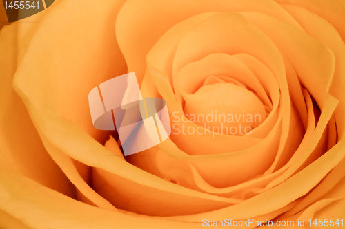 Image of orange rose close up