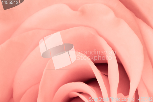 Image of pink rose close up