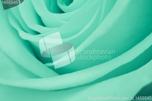 Image of green rose close up