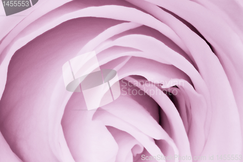 Image of violet rose close up