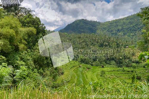 Image of rice fields in Bali, Indonesia