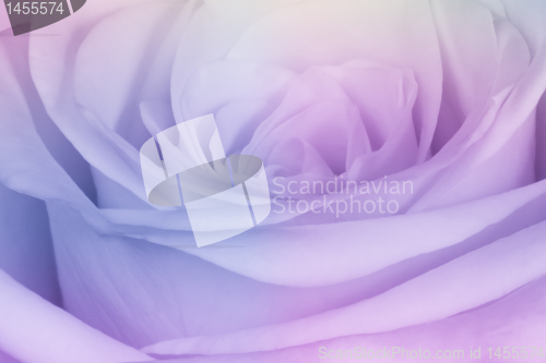 Image of multicolor rose
