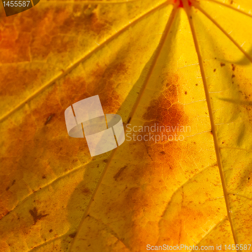 Image of autumn foliage