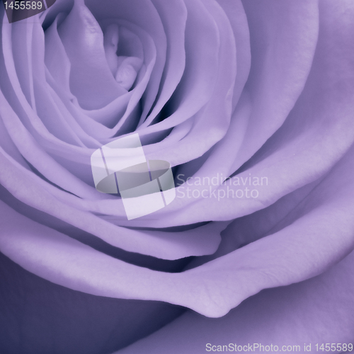 Image of violet rose close up