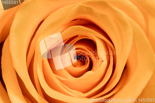 Image of orange rose close up