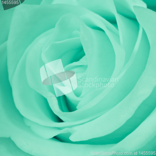 Image of green rose close up