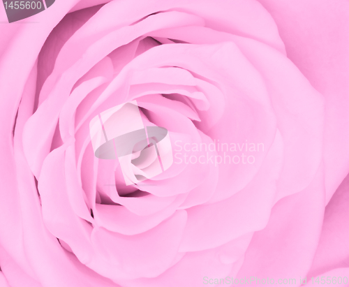 Image of pink rose close up