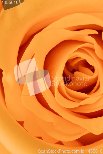 Image of orange rose close up