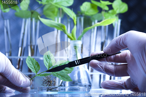 Image of Ecology laboratory experiment in plants