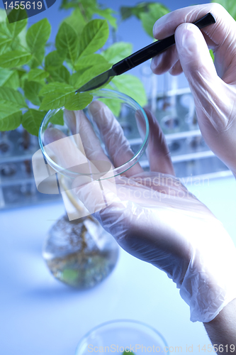 Image of Floral science in  laboratory 