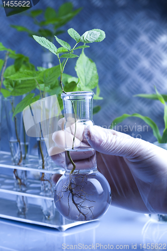 Image of Plants and laboratory 
