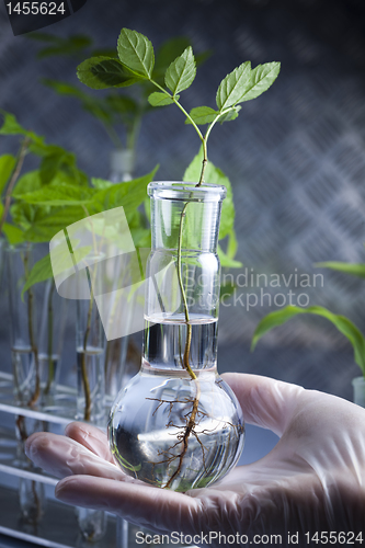 Image of Plants and laboratory 