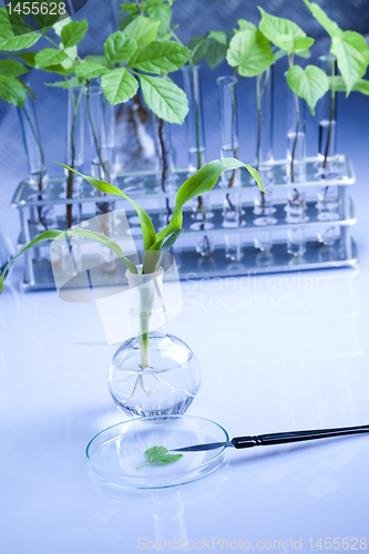 Image of Plants and laboratory 