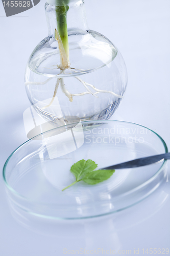 Image of Plant laboratory