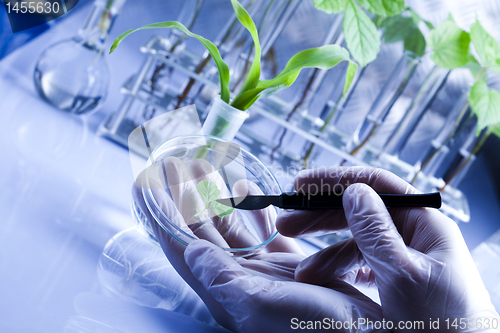 Image of Plants and laboratory 