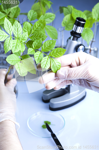 Image of Floral science in  laboratory 