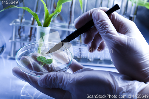 Image of Floral science in  laboratory 