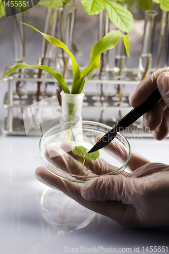 Image of Ecology laboratory experiment in plants