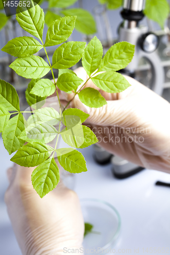 Image of Ecology laboratory experiment in plants