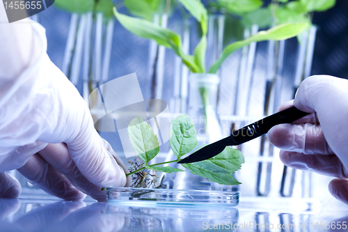 Image of Ecology laboratory experiment in plants