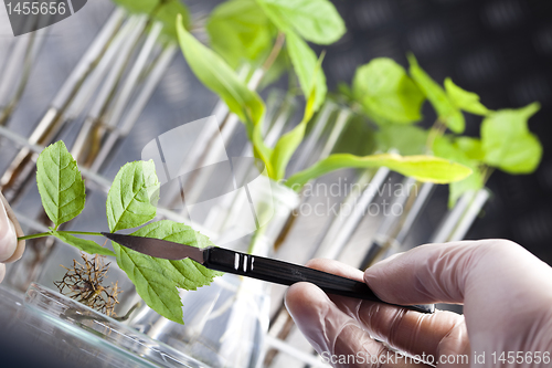 Image of Ecology laboratory experiment in plants