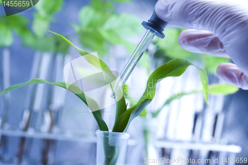 Image of Ecology laboratory experiment in plants