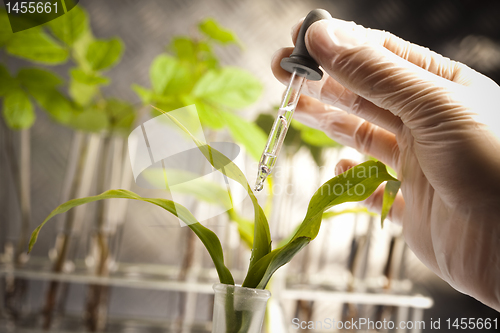 Image of Ecology laboratory experiment in plants