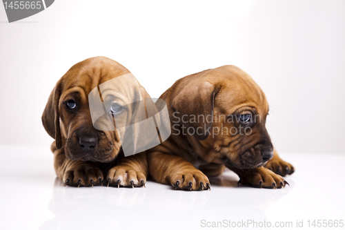 Image of Puppies amstaff,dachshund