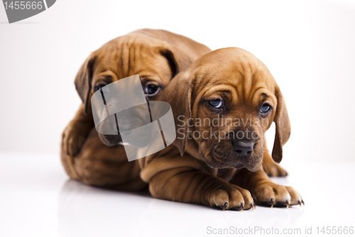 Image of Puppies amstaff,dachshund