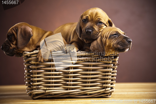 Image of Puppies, wicker basket 