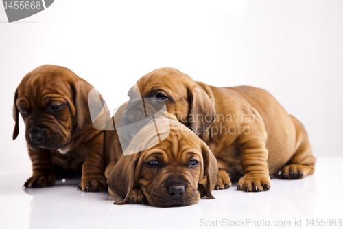 Image of Puppies amstaff,dachshund