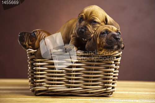 Image of Puppies, wicker basket 