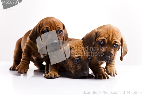 Image of Puppies amstaff,dachshund