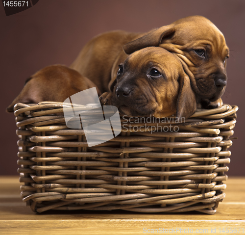 Image of Puppies, wicker basket 