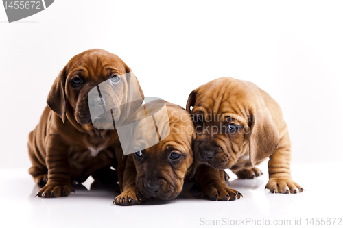 Image of Puppies amstaff,dachshund