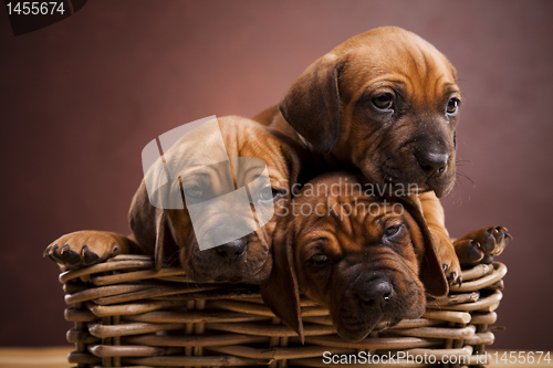 Image of Puppies, wicker basket 