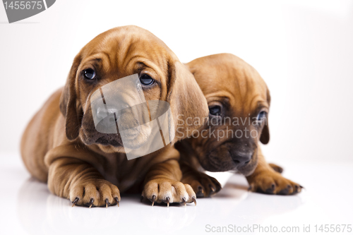Image of Puppies amstaff,dachshund