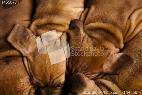 Image of Sleepy Puppy