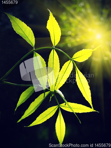 Image of green foliage glowing in sunlight